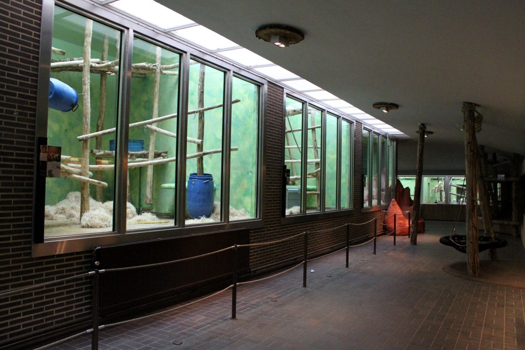 ZOO Antwerpen - Ape House (Chimpanzee)