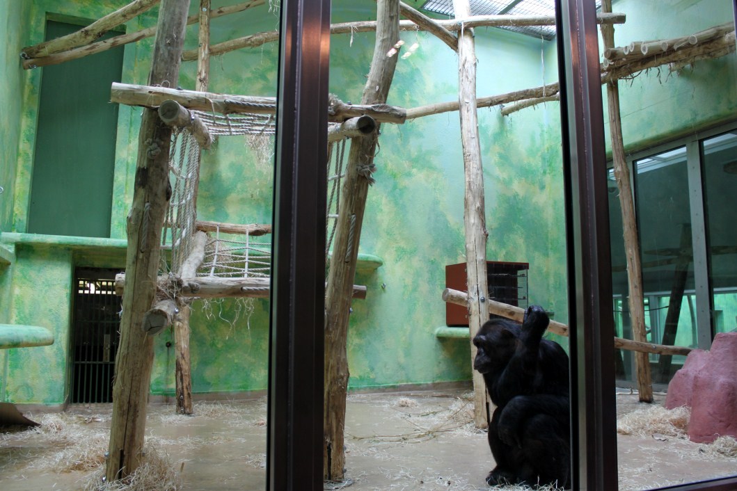 ZOO Antwerpen - Ape House (Chimpanzee)