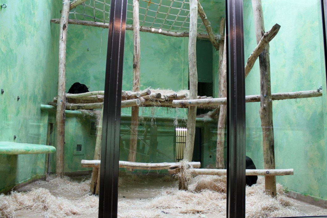 ZOO Antwerpen - Ape House (Chimpanzee)