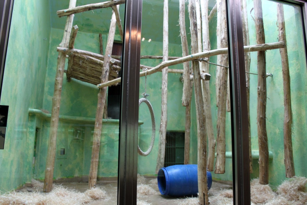 ZOO Antwerpen - Ape House (Chimpanzee)