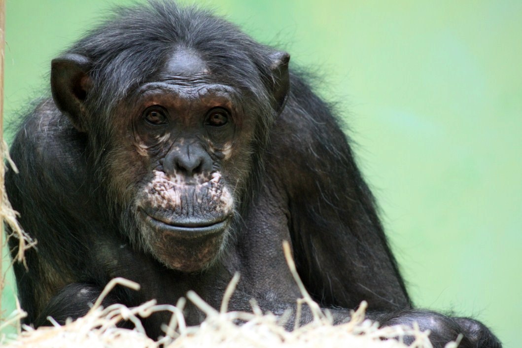 ZOO Antwerpen - Ape House (Chimpanzee)