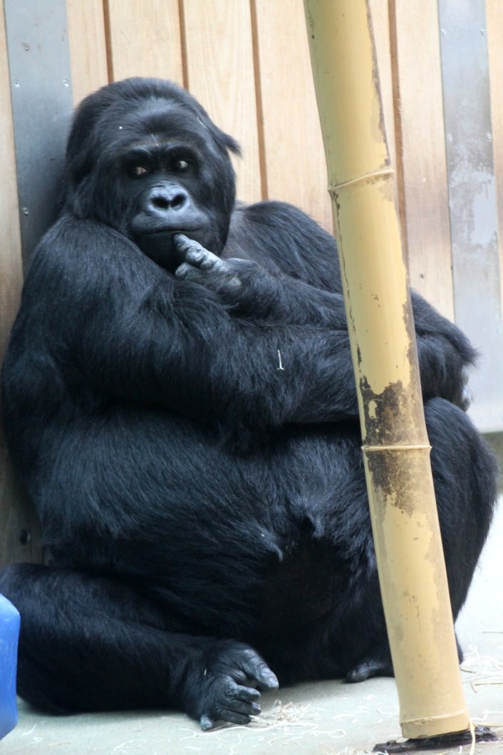 ZOO Antwerpen - Ape House (Eastern gorilla)