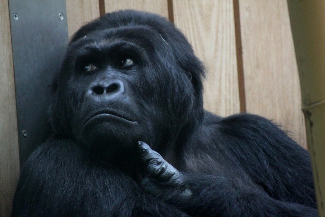 ZOO Antwerpen - Ape House (Eastern gorilla)