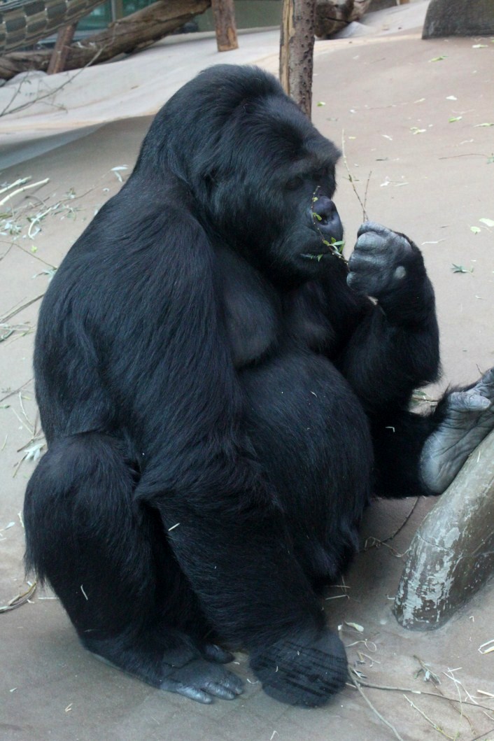 ZOO Antwerpen - Ape House (Eastern gorilla)