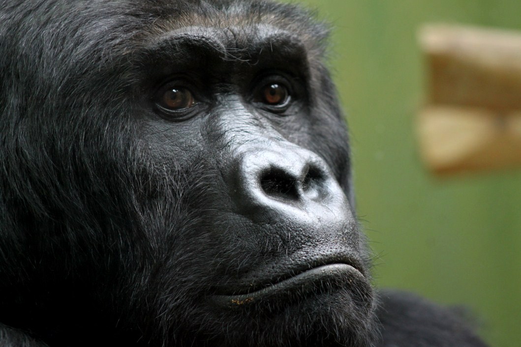 ZOO Antwerpen - Ape House (Eastern gorilla)