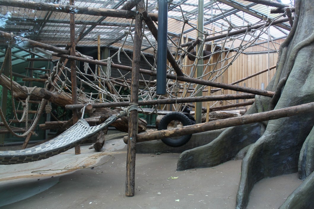 ZOO Antwerpen - Ape House (Gorilla)