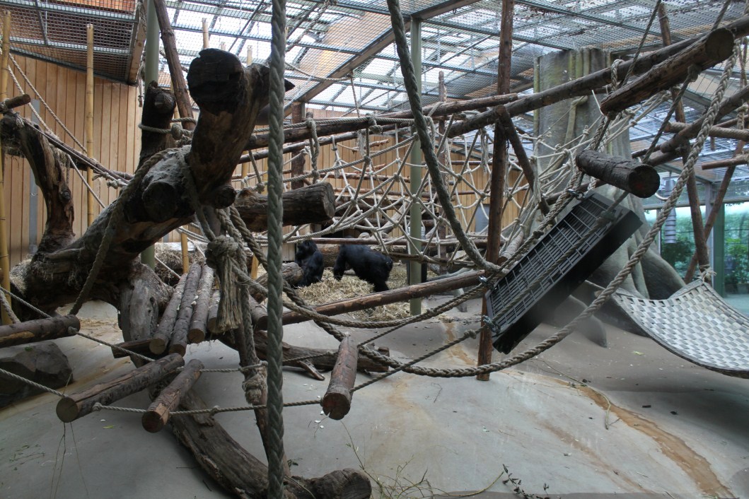 ZOO Antwerpen - Ape House (Gorilla)