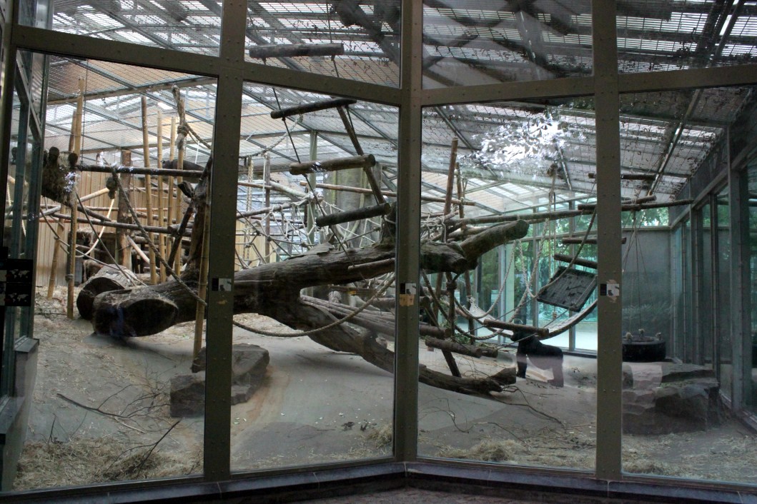 ZOO Antwerpen - Ape House (Gorilla)