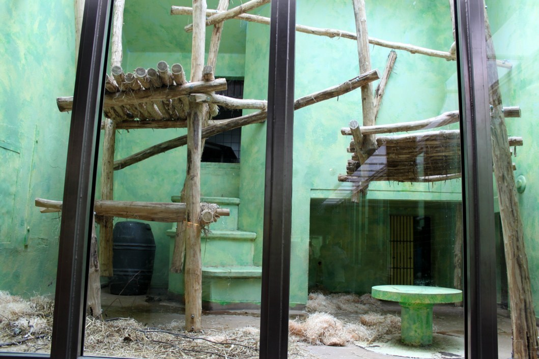 ZOO Antwerpen - Ape House (Gorilla)