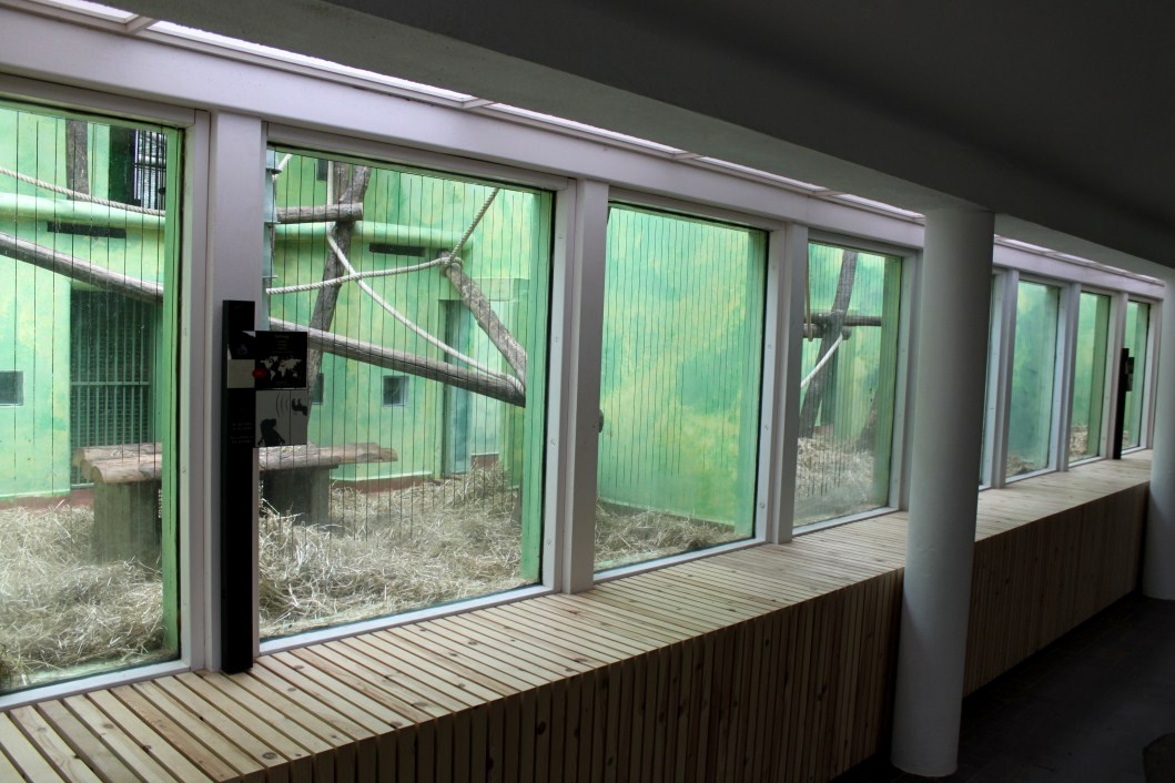 ZOO Antwerpen - Ape House (Siamang)