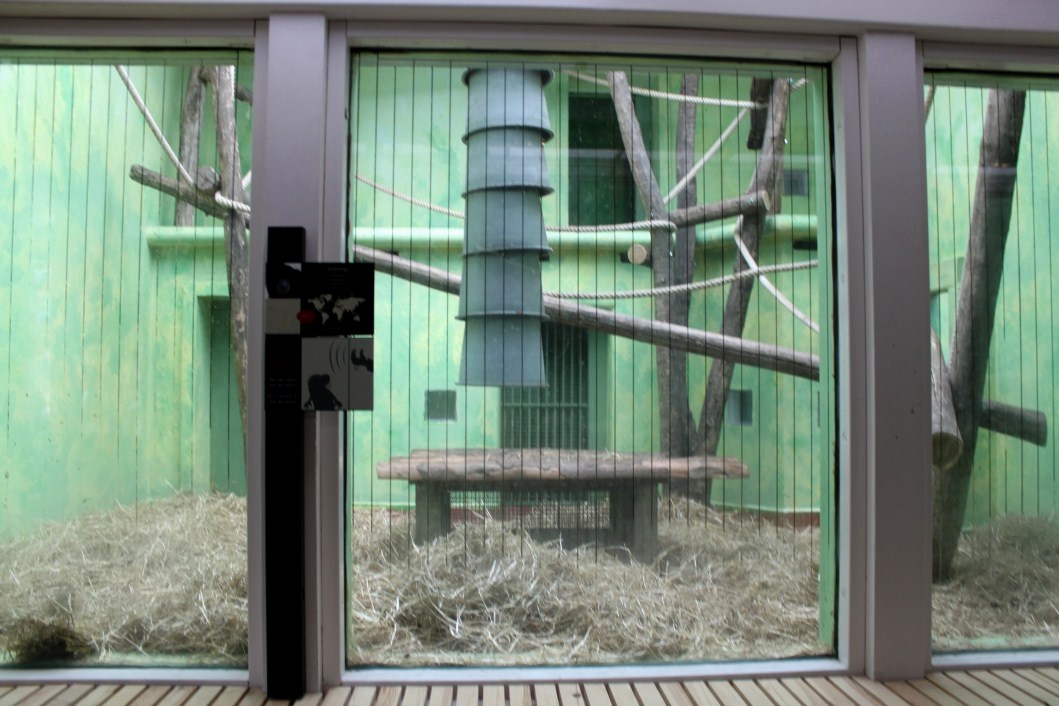 ZOO Antwerpen - Ape House (Siamang)