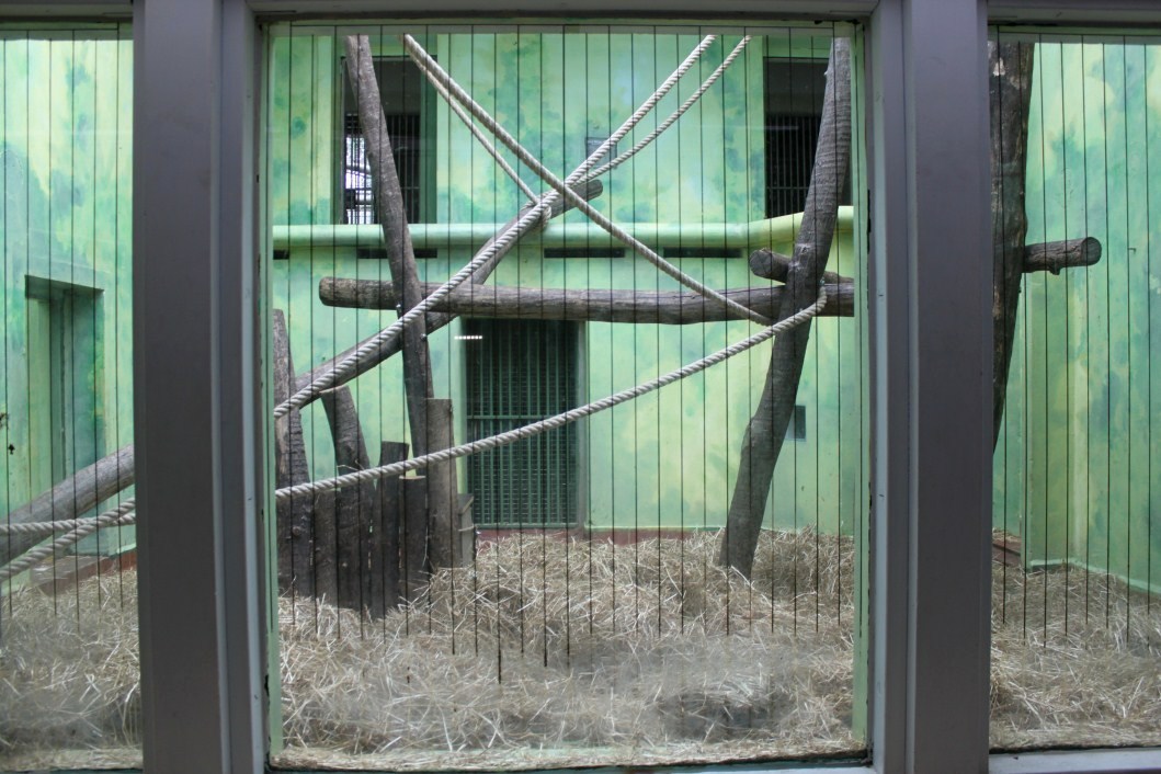 ZOO Antwerpen - Ape House (Siamang)
