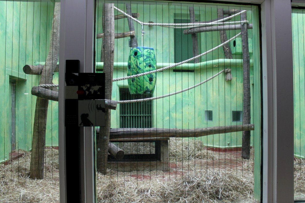 ZOO Antwerpen - Ape House (Siamang)