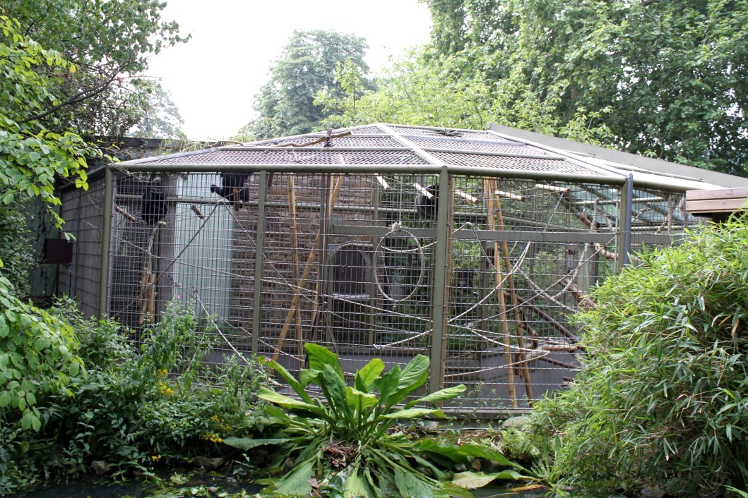 ZOO Antwerpen - Ape House (Siamang)