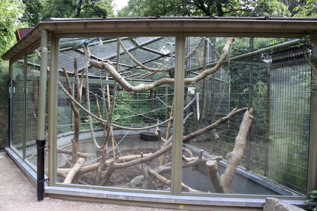 ZOO Antwerpen - Ape House (Siamang)