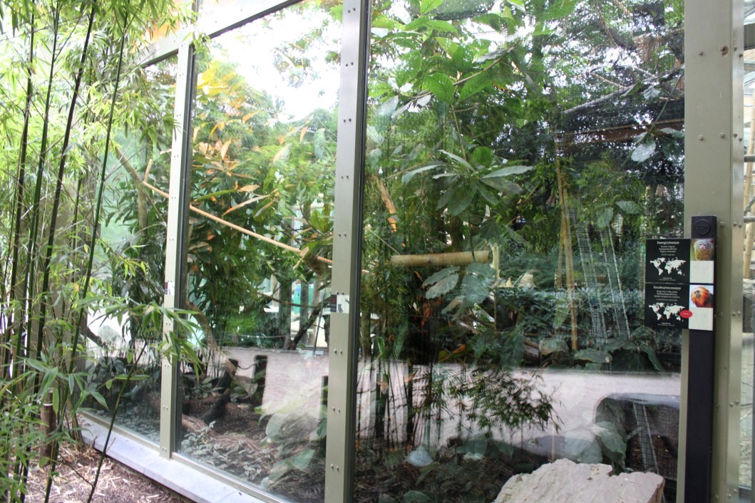 ZOO Antwerpen - Ape House (Tamarin/marmoset)