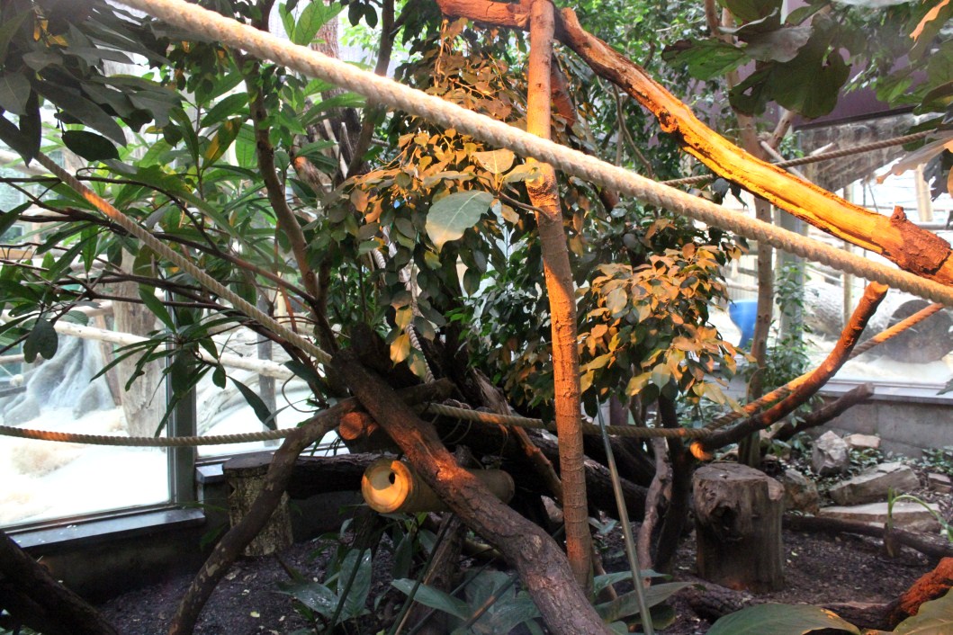 ZOO Antwerpen - Ape House (Tamarin/marmoset)