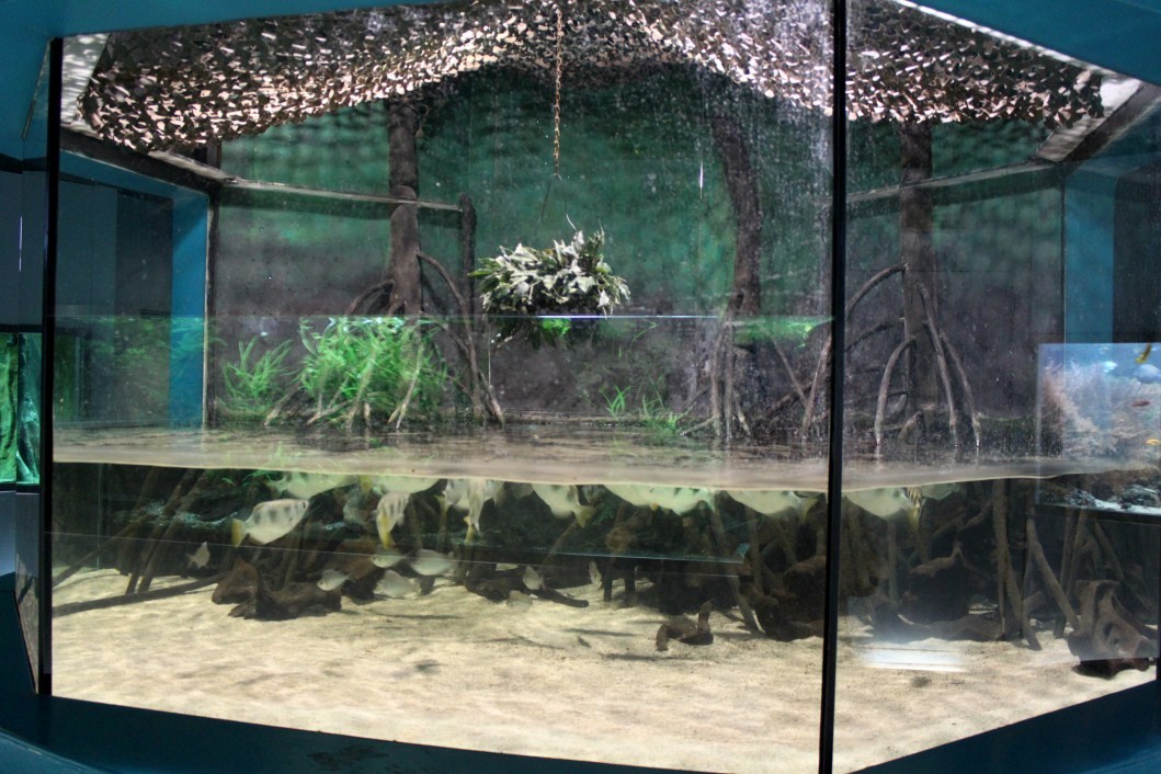 ZOO Antwerpen - Aquarium (Archerfish)