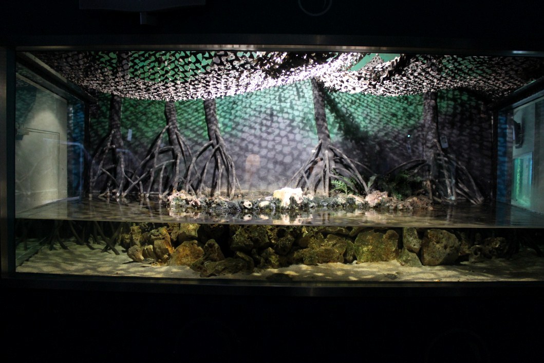 ZOO Antwerpen - Aquarium (Mangrove)