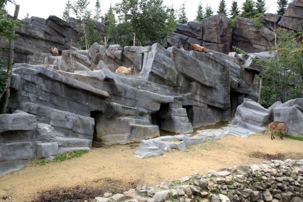 ZOO Antwerpen - Asian Mountain