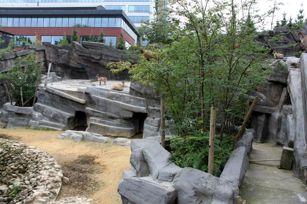 ZOO Antwerpen - Asian Mountain