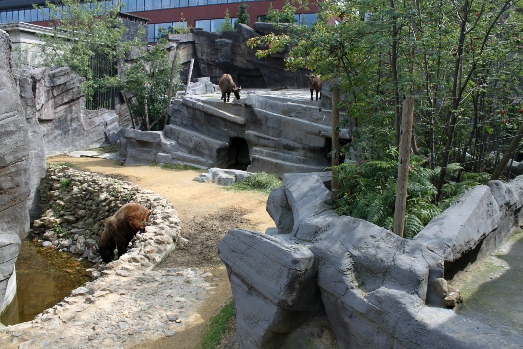 ZOO Antwerpen - Asian Mountain