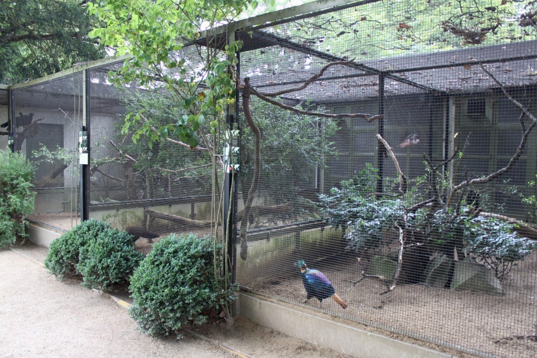 ZOO Antwerpen - Aviaries