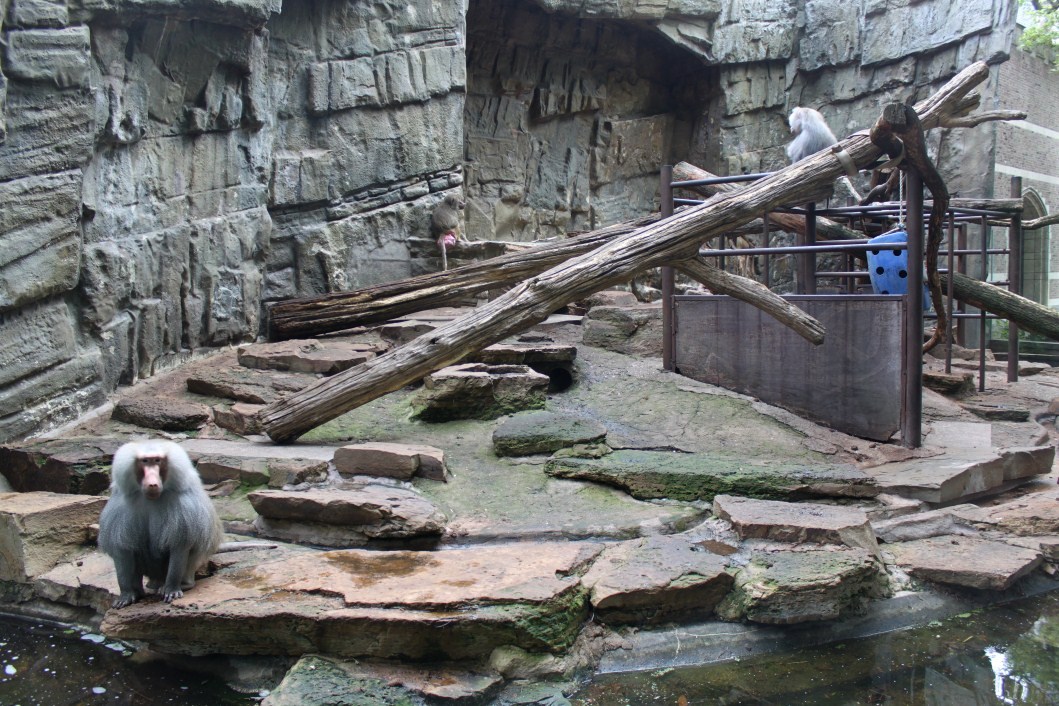 ZOO Antwerpen - Baboon exhibit