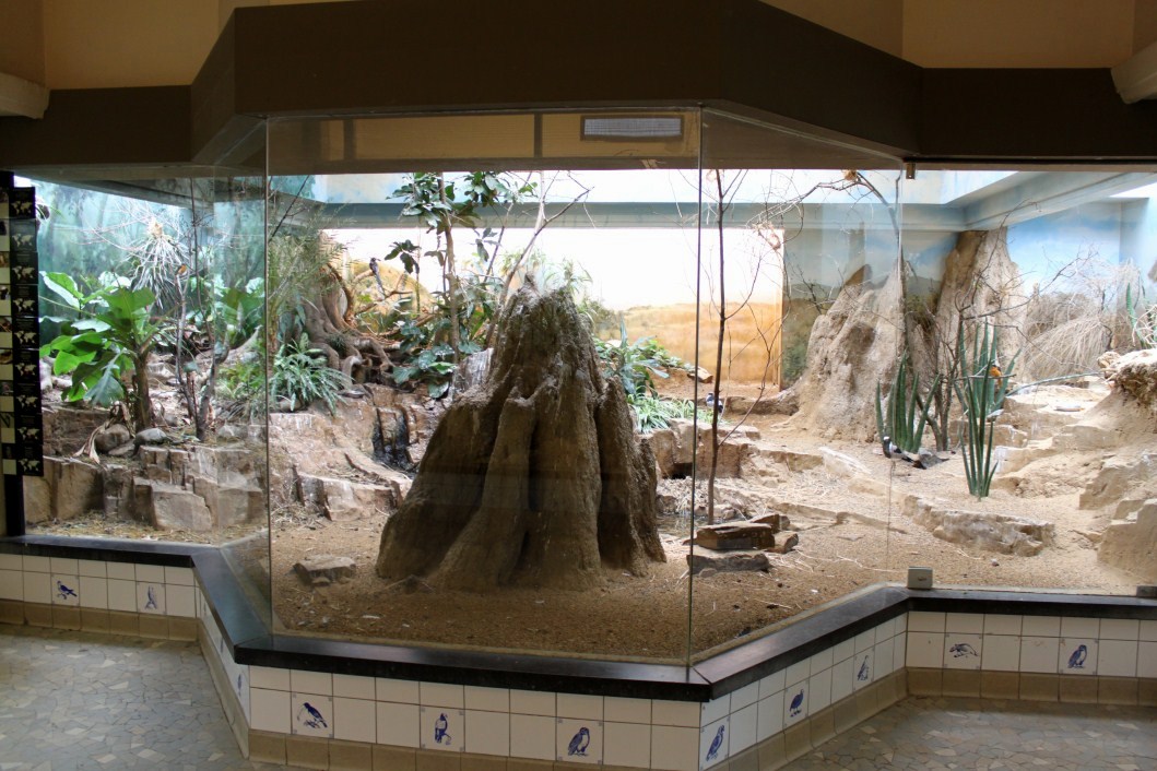ZOO Antwerpen - Bird House (Africa exhibit)