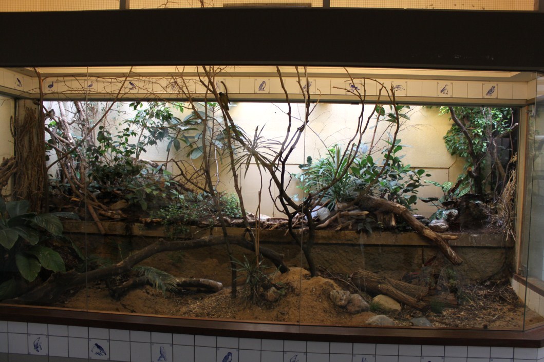 ZOO Antwerpen - Bird House (Honeyeater exhibit)