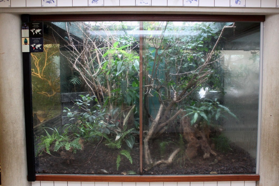 ZOO Antwerpen - Bird House (Hummingbird/honeycreeper)