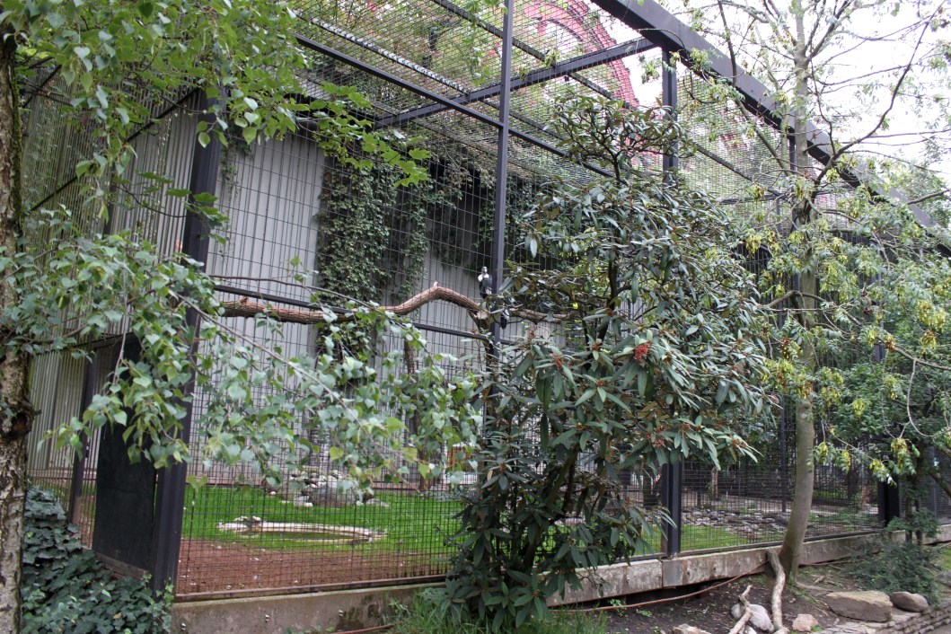 ZOO Antwerpen - Birds of Prey Aviaries (Andean condor)