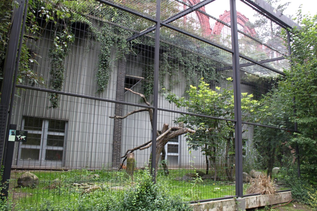 ZOO Antwerpen - Birds of Prey Aviaries (Bataleur eagle)