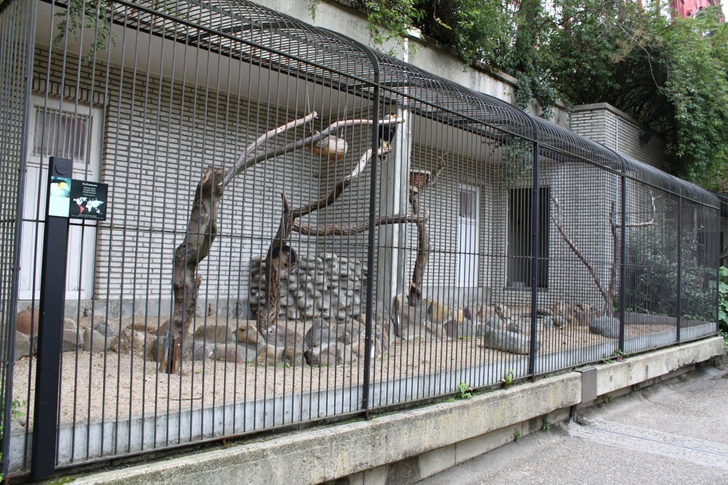 ZOO Antwerpen - Birds of Prey Aviaries (Caracara)