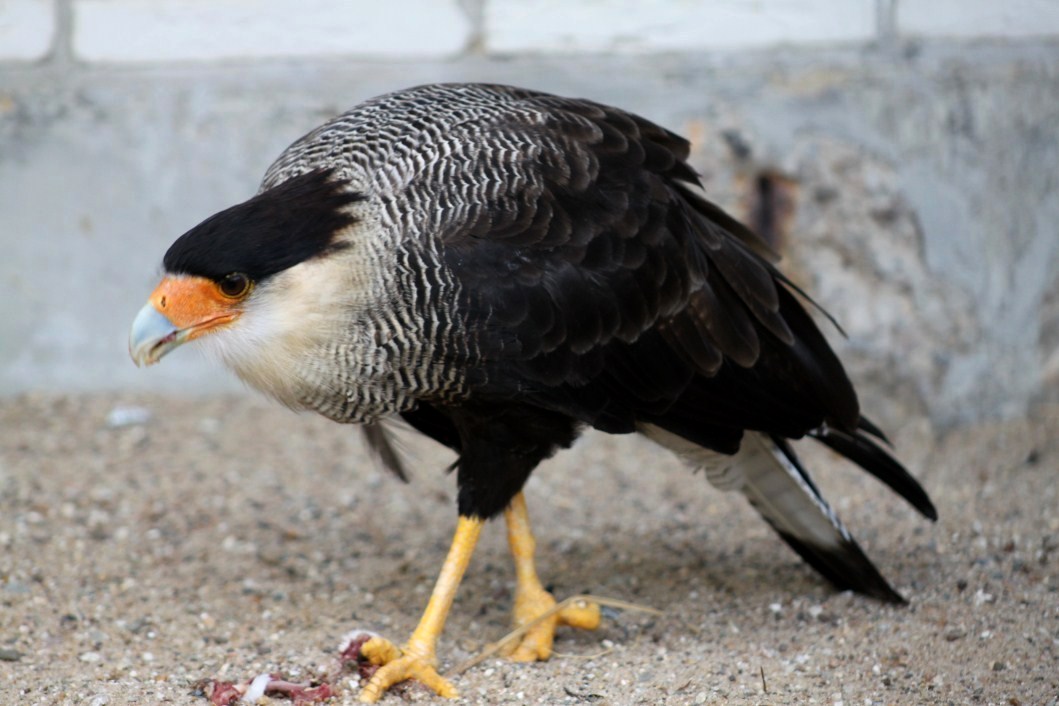 ZOO Antwerpen - Birds of Prey Aviaries (Caracara)