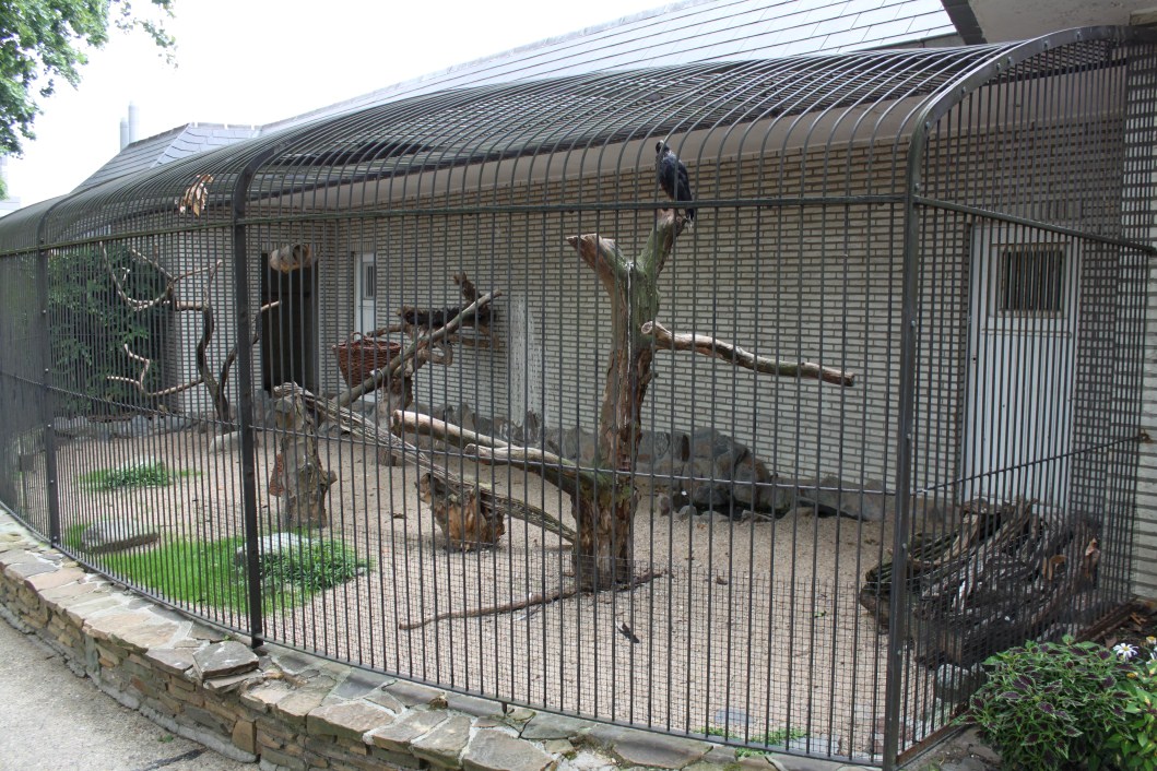 ZOO Antwerpen - Birds of Prey Aviaries (Caracara)