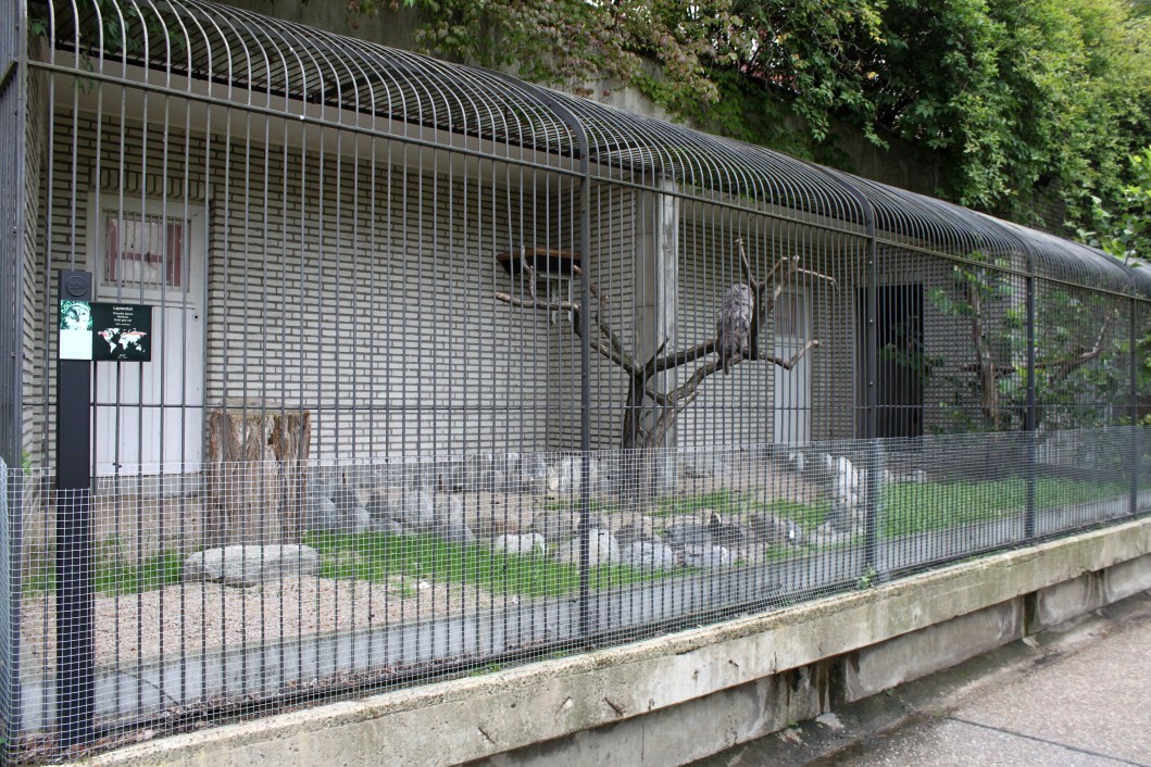 ZOO Antwerpen - Birds of Prey Aviaries (Great grey owl)