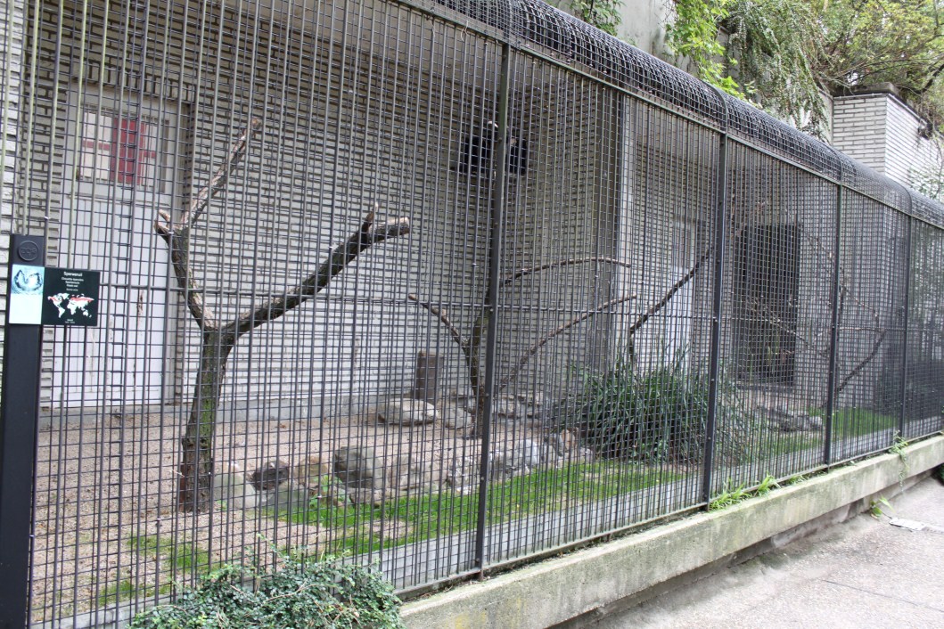 ZOO Antwerpen - Birds of Prey Aviaries (Hawk owl)