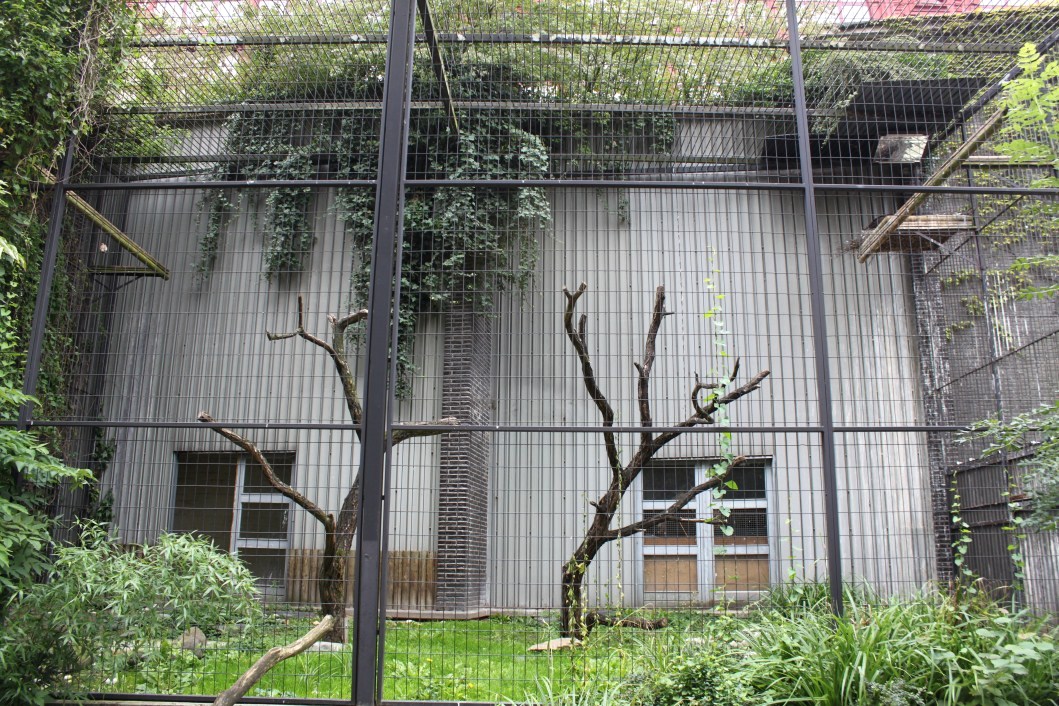 ZOO Antwerpen - Birds of Prey Aviaries (Monk vukture)