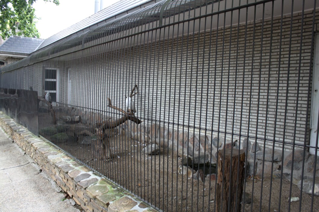ZOO Antwerpen - Birds of Prey Aviaries (Snowy owl)
