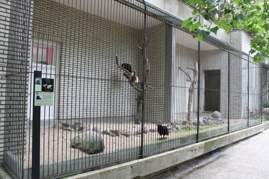 ZOO Antwerpen - Birds of Prey Aviaries (Turkey vulture)