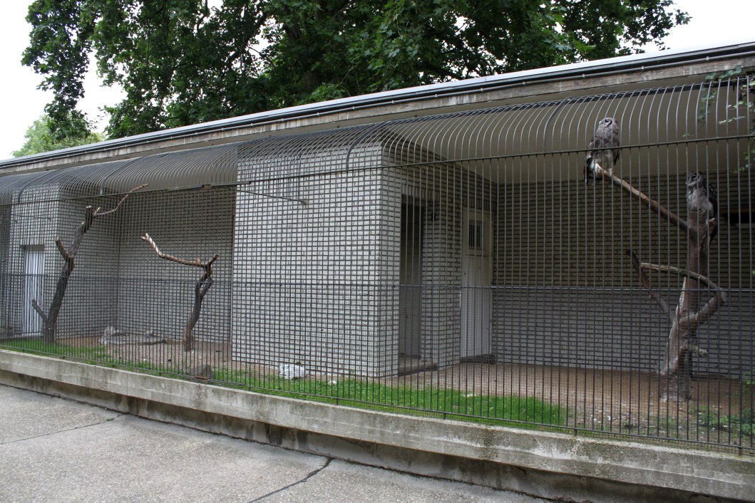 ZOO Antwerpen - Birds of Prey Aviaries (Verreaux's eagle-owl)