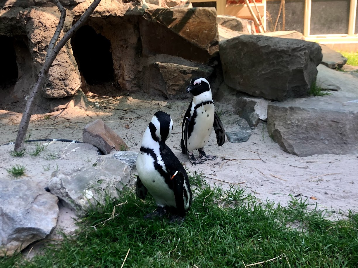 Zoo Antwerpen- black-footed penguin- 2021