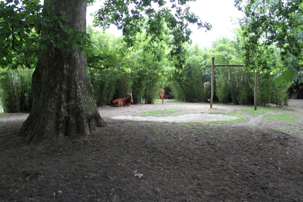 ZOO Antwerpen - Bongo exhibit