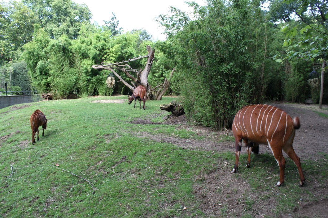 ZOO Antwerpen - Bongo exhibit