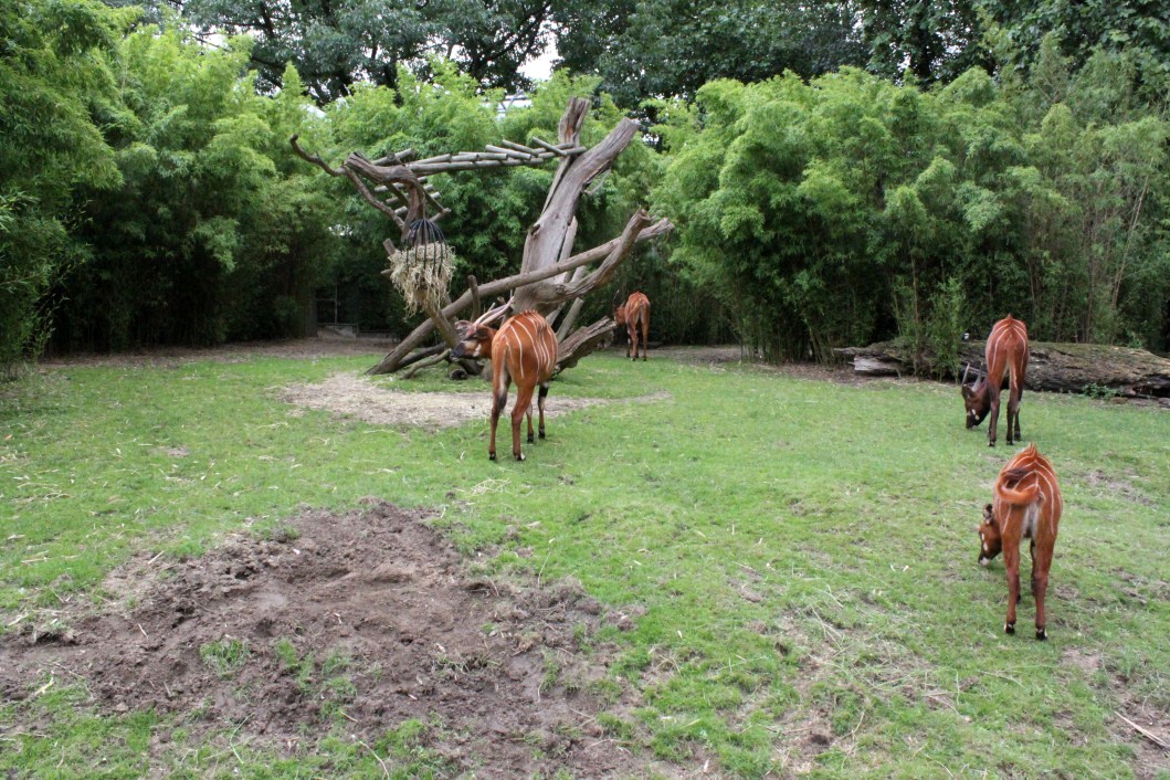 ZOO Antwerpen - Bongo exhibit