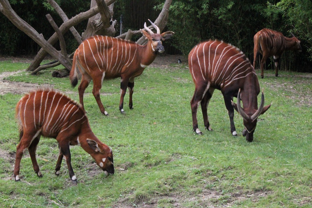 ZOO Antwerpen - Bongos