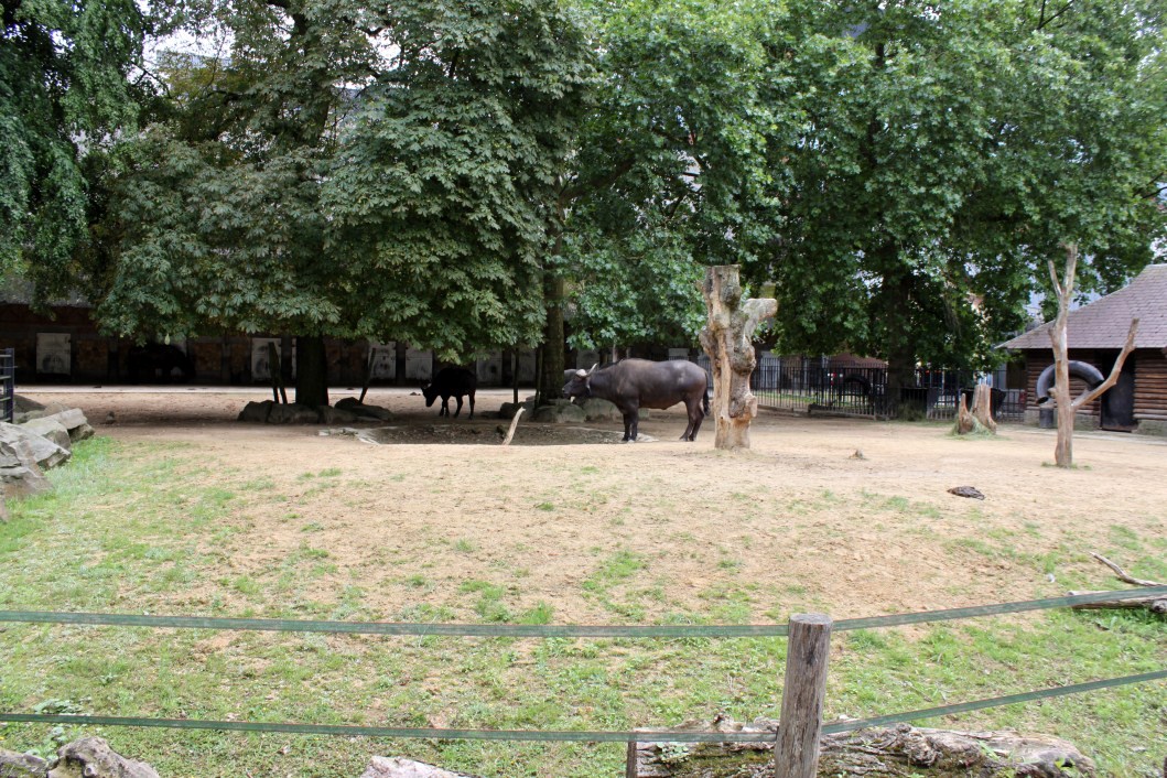 ZOO Antwerpen - Buffalo exhibit