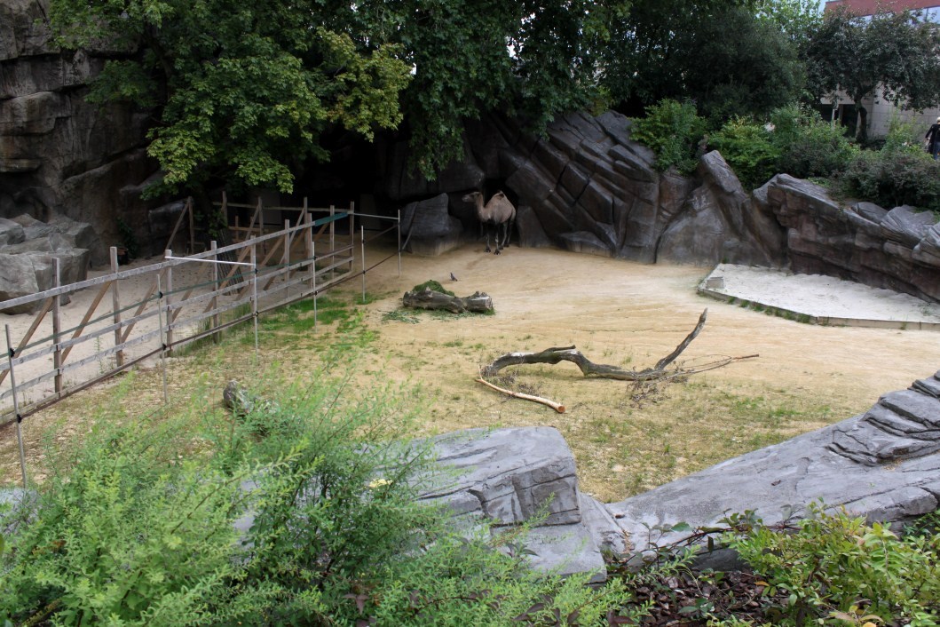 ZOO Antwerpen - Camel exhibit
