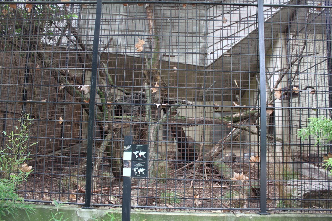 ZOO Antwerpen - Carnivore exhibit (Genet/porcupine)